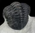 Detailed, Phacopid Trilobite - Great Eyes #36488-4
